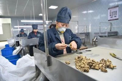 中藥材致富寶 挖掘傳統藥業的巨大潛力與保健食品銷售商機